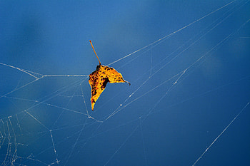 Autumn, Web, Macro, Close-Up, Sheet, Leaf, Fallen HD wallpaper