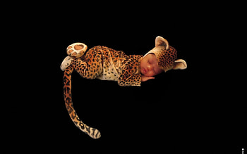 Leopard Baby, beautiful, digital, abstract, art HD wallpaper