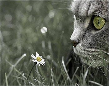 daisy Horoscope, horoscope, daisy HD wallpaper