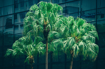 Nature, Trees, Palms, Foliage HD wallpaper