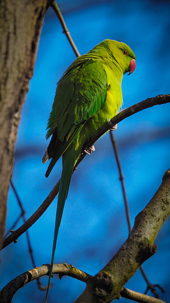 Animals, Parrots, Bird, Branches HD phone wallpaper
