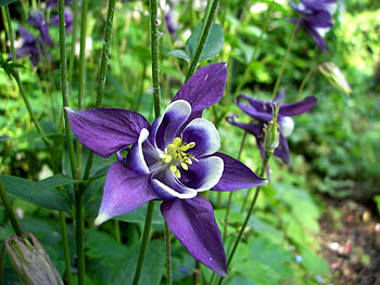 Plants, Flowers HD wallpaper