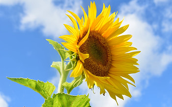 Sunflower, Latvia, sky, yellow HD wallpaper