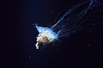 Nature, Jellyfish, Underwater World, Tentacles HD wallpaper