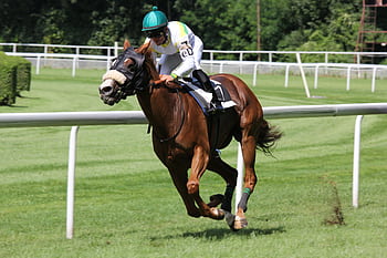 A thrilling horse racing scene with a jockey urging the horse forward on a sunny day. HD wallpaper