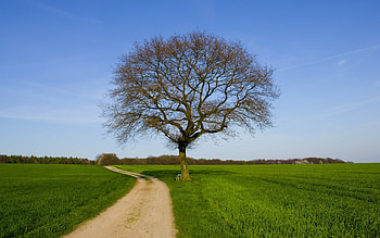 Only A Tree, green, trees, fields, sky, road, beautiful, nature, grass HD wallpaper