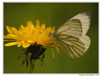 White Butterfly, white, butterfly, yellow, flower HD wallpaper