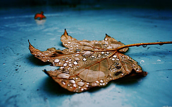 Drops on Leaf, drop, macro, leaf, nature HD wallpaper