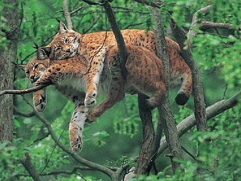 Wild and wonderful, wonderful, animals, tree, wild cats HD wallpaper