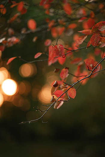 Leaves, Macro, Blur, Smooth, Branch, Bokeh, Boquet HD phone wallpaper
