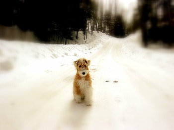 Animals, Winter, Dogs, Roads HD wallpaper