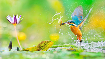 Kingfisher , High-quality backgrounds, Birds, Vibrant colors HD wallpaper