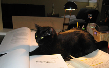 Malta, 4-years-old, spoiled, relaxing, green eyes HD wallpaper