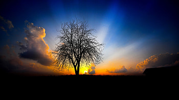 Landscape, Trees, Sunset HD wallpaper