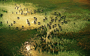 Animals, Nature, Grass, Herd, Watering, Waterhole HD wallpaper