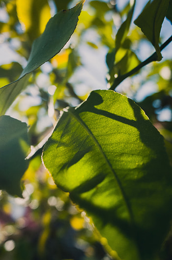 Leaves, Macro, Sunlight HD phone wallpaper