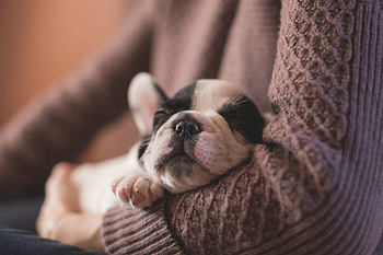 Animals, Muzzle, Sleeping, Bulldog, Asleep HD wallpaper