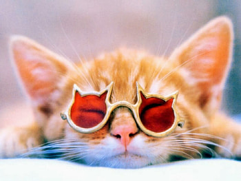 :), sunglasses, pisici, red, cat, funny, vara, kitten, orange, ginger, summer HD wallpaper