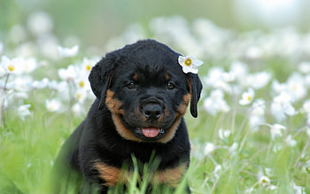 Spring :), dog, sweet, animal, dogs, cute, beautiful, puppys, puppy, pretty, animals, lovely HD wallpaper