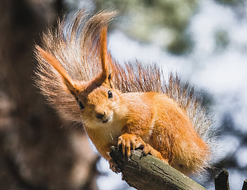 Squirrel, animal, rodent, tree HD wallpaper