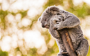 Koala cute animals, Gray teddy bear, High quality HD wallpaper