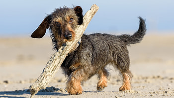 Dog and Stick, animal, dog, fun, stick HD wallpaper