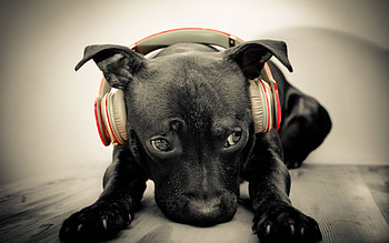 Animals, Dogs HD wallpaper