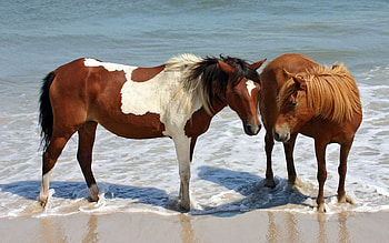 Animals, Water, Couple, Pair, Spotty, Spotted, Brown, Horse HD wallpaper