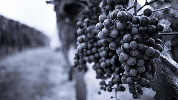 Grapevine grapes, Vineyard beauty, Black and white HD wallpaper