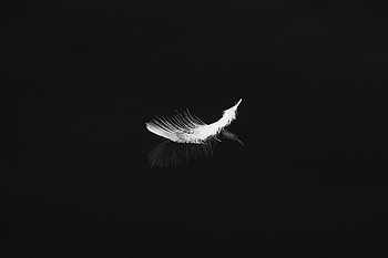 Minimalism, Feather, Reflection, Bw, Chb, Pen HD wallpaper