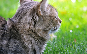 Cat, kitten, sweet, kitty, cats, cute, beautiful, paws, beauty, cat face, pretty, animals, face, lovely, hat HD wallpaper