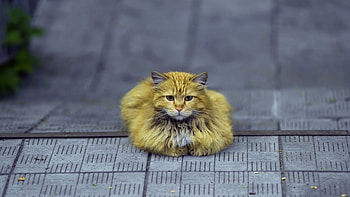 Cute Yellow, cute, cat, animals, yellow HD wallpaper