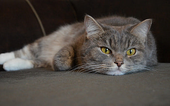 Animals, Cat, Fluffy, Muzzle HD wallpaper
