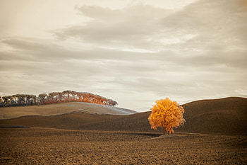 Nature, Autumn, Horizon, Wood, Tree, Field HD wallpaper