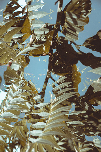 Leaves, Miscellanea, Miscellaneous, Branches, Illusion, Double Exposure HD phone wallpaper