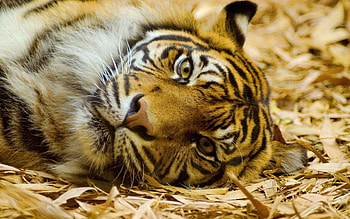 Animals, Lies, Muzzle, Big Cat, Sight, Opinion, Tiger HD wallpaper