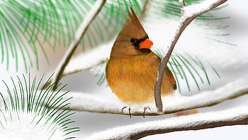 Cardinal, animal, fly, bird HD wallpaper