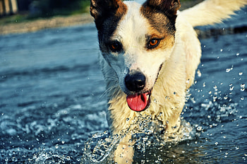 Animals, Water, Drops, Dog, Muzzle, Spray, Language, Tongue HD wallpaper