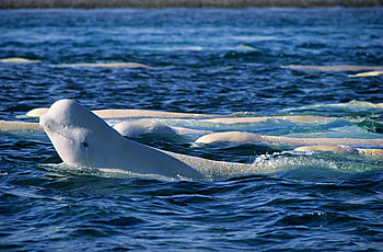 Beluga Whale, Mesmerizing underwater moments, -perfect whale sighting, Captivating marine graphy HD wallpaper