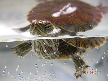 turtle, animal, reptiles, water HD wallpaper