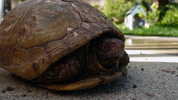 Animals, Head, Carapace, Shell, Turtle HD wallpaper