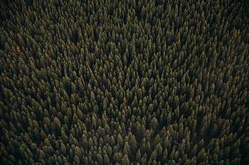 Green trees' tops, forest, aerial view HD wallpaper
