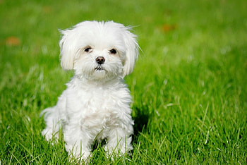 Small dog, dog, animal, puppy, grass HD wallpaper
