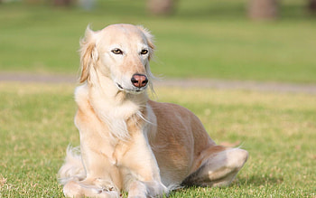 Animals, Grass, To Lie Down, Lie, Dog, Relaxation, Rest, Sight, Opinion, Saluka HD wallpaper