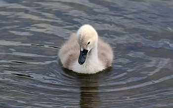 Funny, Animals, Water, Beak, Duckling HD wallpaper