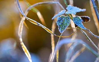 Nature, Grass, Macro, Frost, Hoarfrost HD wallpaper
