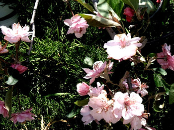 still lovin pinks, pink, spring, greens, blossoms HD wallpaper