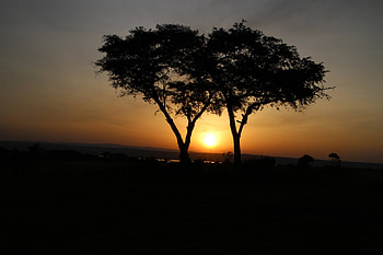sunset, fun, trees, cool, nature HD wallpaper