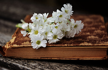 Flowers, Old, Book, Ancient HD wallpaper