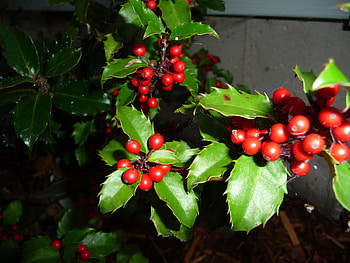 Holly Tree, Nursery delight, Holly paradise, Green thumb HD wallpaper